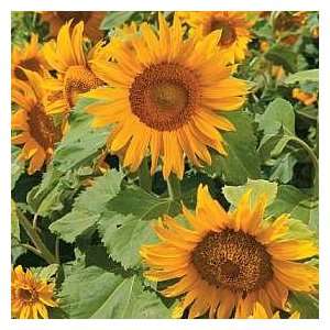  Thompson & Morgan Irish Eyes Sunflower Seeds: Patio 