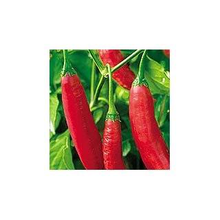   Certified Organic Aji Colorado Chile Pepper: Patio, Lawn & Garden