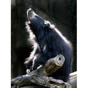  A Sloth Bear Enjoys the Morning Sun and a Passing Group of 