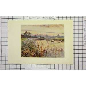    Colour Print View Salford Priors Ducks River Grass