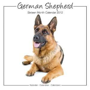  Dog Calendars German Shepherd   16 Month   11.7x11.7 