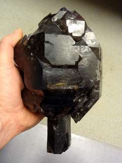 Giant Hallelujah Junction Smoky Scepter Quartz Crystal  