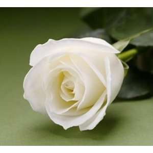   FRESH Roses White   16 Inch / 36 cm Length Each Stem 
