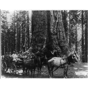  Theodore Roosevelt,horse drawn wagon,redwood tree 