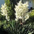 YUCCA, ADAMS NEEDLE White Tall Flower Perenni​al 15 seeds+ 