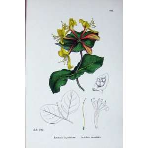   : Botany Plants C1902 Perfoliate Woodbine Caprifolium: Home & Kitchen