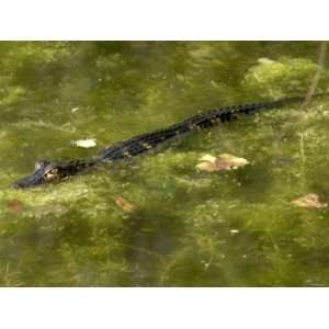  Baby Alligator in an Algae Laden Pond, Everglades National Park 