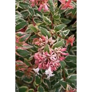  ABELIA MARDI GRAS / 1 gallon Potted Patio, Lawn 