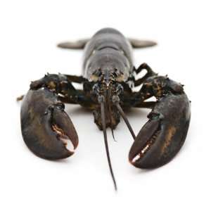 Two (2) Fresh Live 1.25 lb. (avg weight) Maine Lobsters:  