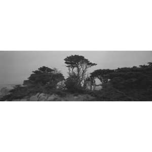 Trees on the Edge of a Cliff, Point Lobos State Reserve, California 