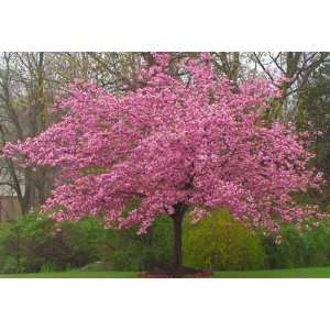  1 Kwanzan Cherry 3 foot whip potted tree Patio, Lawn 
