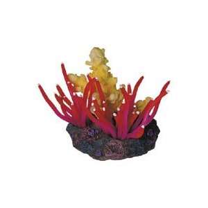  Sea Garden Anemone Polyp Purple For All Aquariums: Pet 