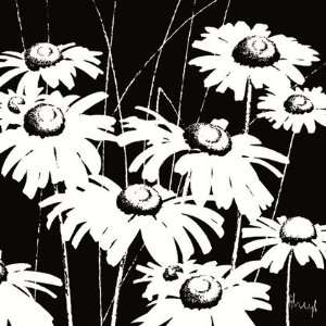  Black and White Daisy by Franz Heigl 24x24: Office 
