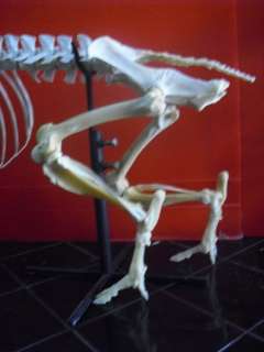 Skull, Skeleton, Wild Boar complete skeleton   Sumatra  