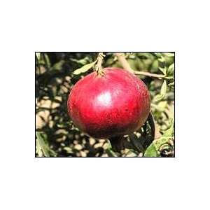   Large Red Wonderful Pomegranate Seeds 3 Seeds Patio, Lawn & Garden