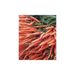  Cellobunch Carrot Seeds Pack Patio, Lawn & Garden