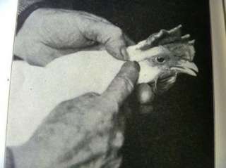   THE CALL of the HEN Hogan 1919 Science of Selecting & Breeding Poultry