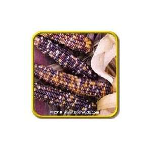 Wampum   Ornamental Corn Seeds   Jumbo Seed Packet (100)  