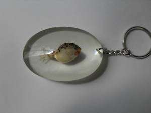 REAL PUFF BLOW FISH KEYRING KEYCHAIN TAXIDERMY INSECT  