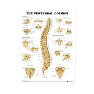 Human Vertebral Column Anatomical Chart  Industrial 