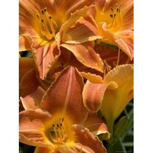  Close View of Orange Daylilies, Groton, Connecticut 