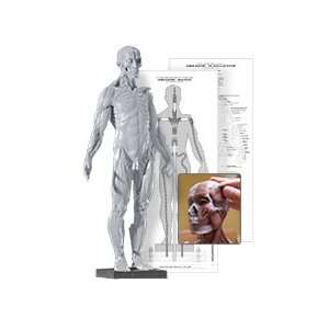  Male Anatomy Figure: Version 2: Everything Else