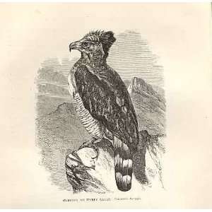  Crested Or Harpy Eagle 1862 Bird Engraving