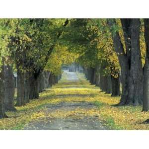 Tree Lined Road in Autumn, Louisville, Kentucky, USA Photographic 
