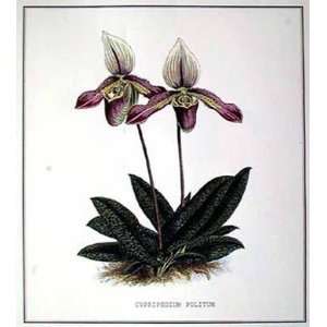  Walter Fitch   Orchid I Hand Colored