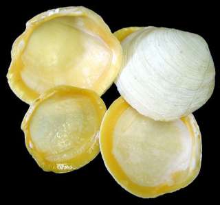   sea shells lot, butter cup sea shells lot Sanibel Island Florida Shell