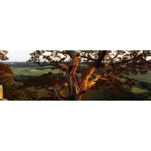 Close Up of a Cedar Tree, Wisconsin, USA by Panoramic Images , 60x20 