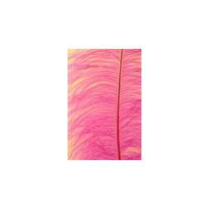  16 18 Ostrich Feathers   Hot Pink (Pack of 12) Arts 
