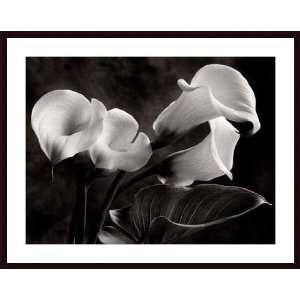 Sondra Wampler Calla Lilies No. 1   Oversize Wood Framed Art Pr 