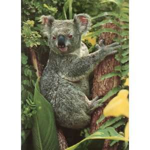 Vintage Post Card: KOALA, ONE OF AUSTRALIAS UNIQUE ANIMALS, Photo E 