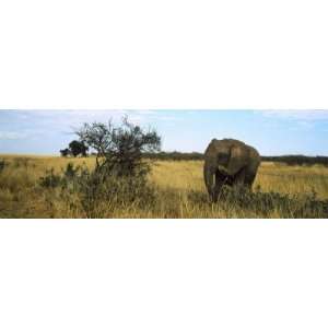 African Elephant Standing in Masai Mara National Reserve, Kenya 