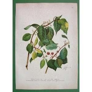  MEDICINAL PLANTS Alder Buckthorn   Antique Print Color 