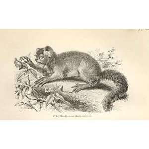  Aye Aye 1862 WoodS Natural History Engraving Monkey