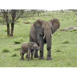  African Elephant with baby, Serengeti National Park, Tanzania Animal 