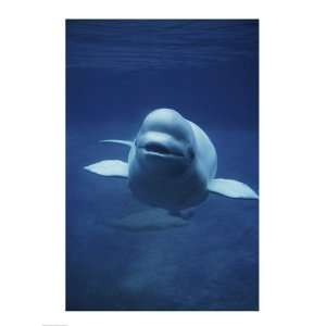 Beluga Whale Poster (18.00 x 24.00)