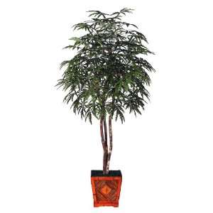  6 Finger Aralia Heartland / Square Wood