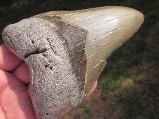 MEGALODON SHARK Tooth Fossil ATLANTIC SCUBA USA  