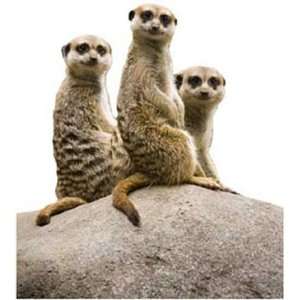  Curious Meerkats Easy Stick Wall Art Stickers: Home 