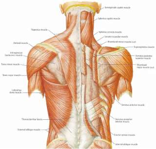 EHM Physio Decompression Back Belt Back Brace Back Pain Lower Lumbar 