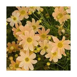  Coreopsis   Sienna Sunset Perennial Flower Patio, Lawn 