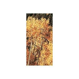  Paper Birch, 3 4 Foot Tree Patio, Lawn & Garden