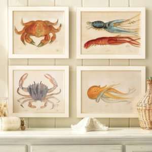    Ocean Life Water Color Prints  Ballard Designs: Home & Kitchen