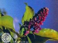 HAWAIIAN AWAPUHI POLU BLUE GINGER PLANT ROOT CUTTING  