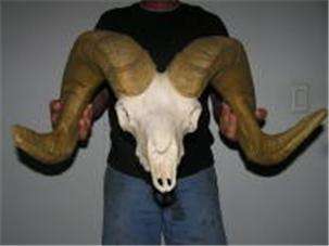 Desert Bighorn Sheep Horns Full Skull Antlers Taxidermy  