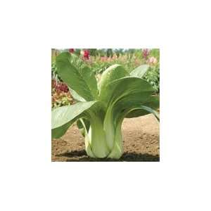   Summer (Brassica rapa) 180 Seeds per Packet Patio, Lawn & Garden