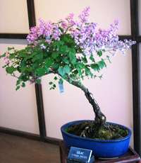 Bonsai or Garden JAPANESE TREE LILAC  